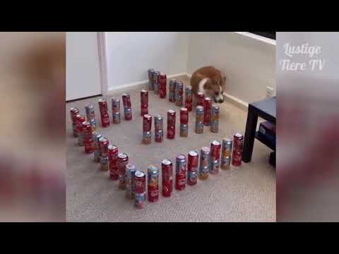 Lustige Tiere   Lustige Videos Zum Totlachen.