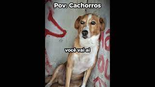 caramelo desbloqueou: modo peixe 🐟😂#engraçado #cachorro #shorts