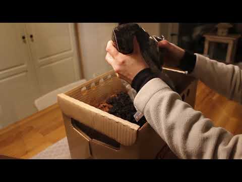 Odla egna champinjoner i en låda