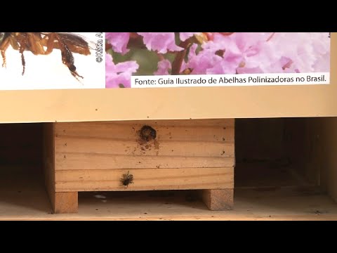 Abelhas nativas polinizadoras ganham espaço na Feena