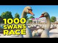 1000 Swans Race! Planet Zoo