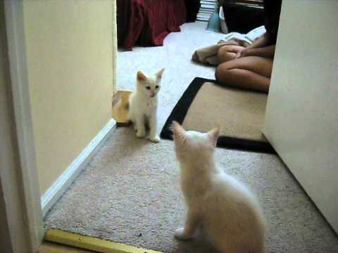 Kitten Siblings Reuniting - YouTube