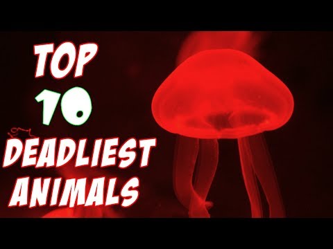 Top 10 Deadliest Animals In Australia