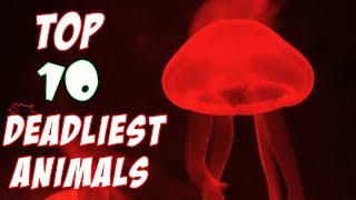 Top 10 Deadliest Animals In Australia