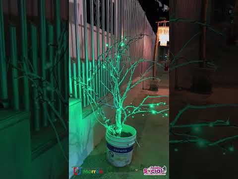 ✨ ¡Morroa vive la magia de la Navidad! ✨