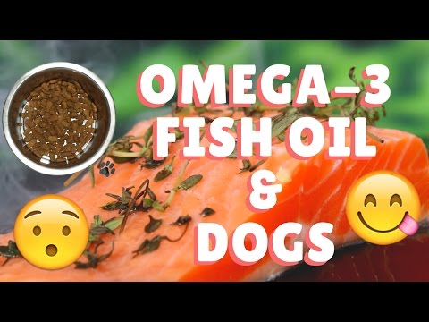 (Omega-3) Fish Oil and Dogs