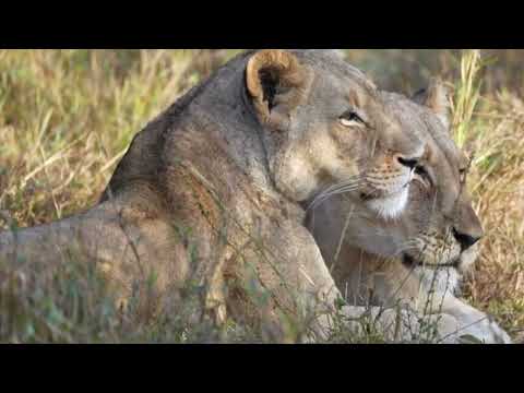 A friend In Need Tsalala & Mhangeni Lionesses