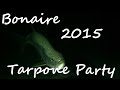 Diving - Bonaire 2015 - Tarpun / Tarpone Party - Karibik, Bonaire, Niederländische Antillen, Bonaire