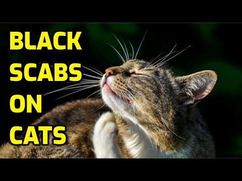 YouTube video about: Why is my cat's head so small?