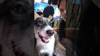 Download lagu #cute #dog #youtubeshrot #satisfyling mp3