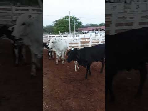 feira do Gado de Sumé PB 09/02/2026