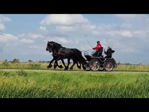 Stal Okkema's Ditishem & Twan - pair of stallions