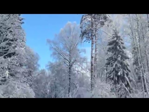 Fairytale winter forest driving latvia