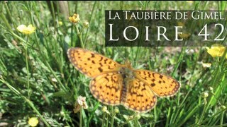 preview picture of video 'La Taubière de Gimel 42, Saint Regis du Coin, Loire.'