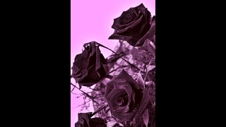 Ikon - Black Roses - Subtitulos español