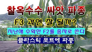 [텃밭농부 1,815]  찰옥수수 씨앗을 포트에 파종 하는 방법. 과연 F3가 가능 할까? #옥수수재배