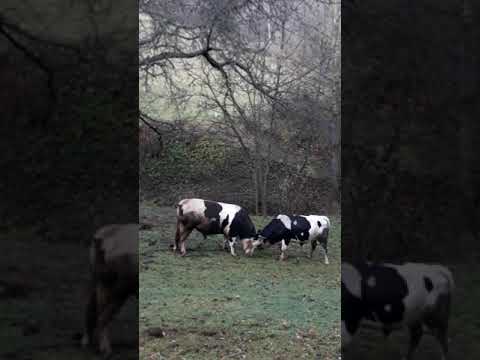 borba bikova Leposavic-e 2019