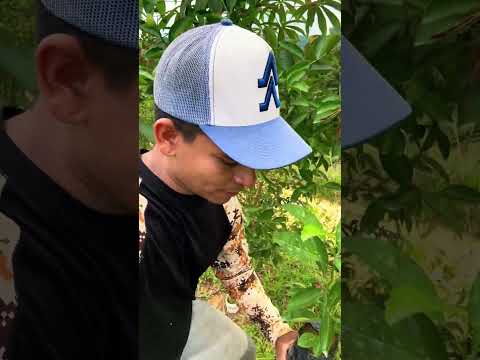 Limón dulce #fruit Lebrija Santander