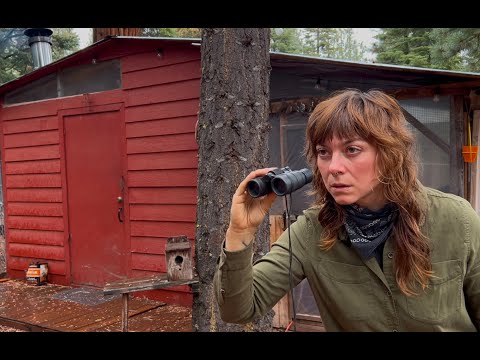 Wild Animals Unexpectedly Appear at My Off Grid Cabin!