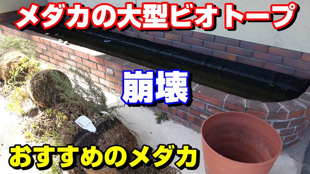 メダカ飼育を始める時の お勧めメダカはこれだ！