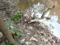 Electric Eel Kills The Alligator - Must See The ...