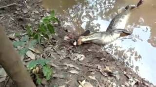 Electric Eel Kills The Alligator - Must See The Alligator Dies