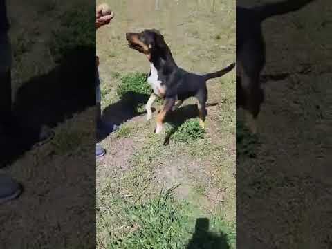 Fury JuM aka Rocky, an adoptable Doberman Pinscher & Black Labrador Retriever Mix in Austin, TX_image-1