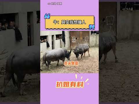 牛：其實我想撞人