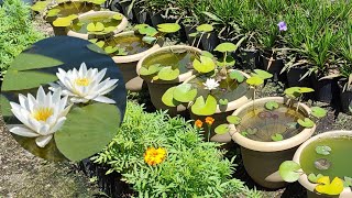 Growing a water lily in a pot / How to grow a water lily without a pond