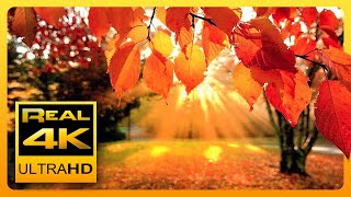 4K Autumn Forest & Relaxing Piano Music - Beautiful Fall Leaf Colors in 4K UHD - 2 Hours