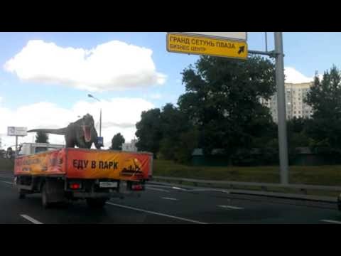 Dinosaur On The Highway! || ViralHog