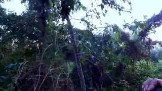 preview picture of video 'Chapramari Jungle Safari.'