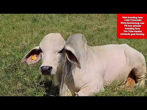some of the Differences between Boran and Brahman beef breeds by Hamiisi semanda +256773343283