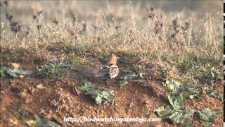 preview picture of video 'Hoopoe Birding Holiday in Portugal'
