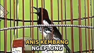 Download lagu ANIS KEMBANG NGEPLONG COCOK UNTUK PANCINGAN BIAR CEPAT GACOR mp3 Download lagu ANIS KEMBANG NGEPLONG COCOK UNTUK PANCINGAN BIAR CEPAT GACOR mp3