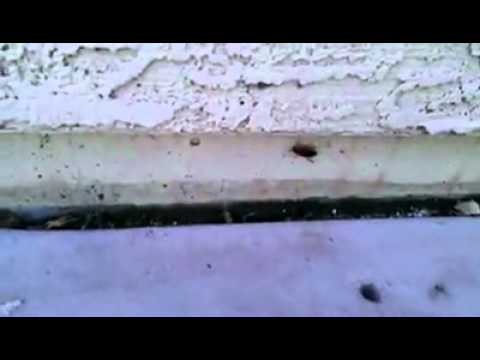 Pests Entering Your House!