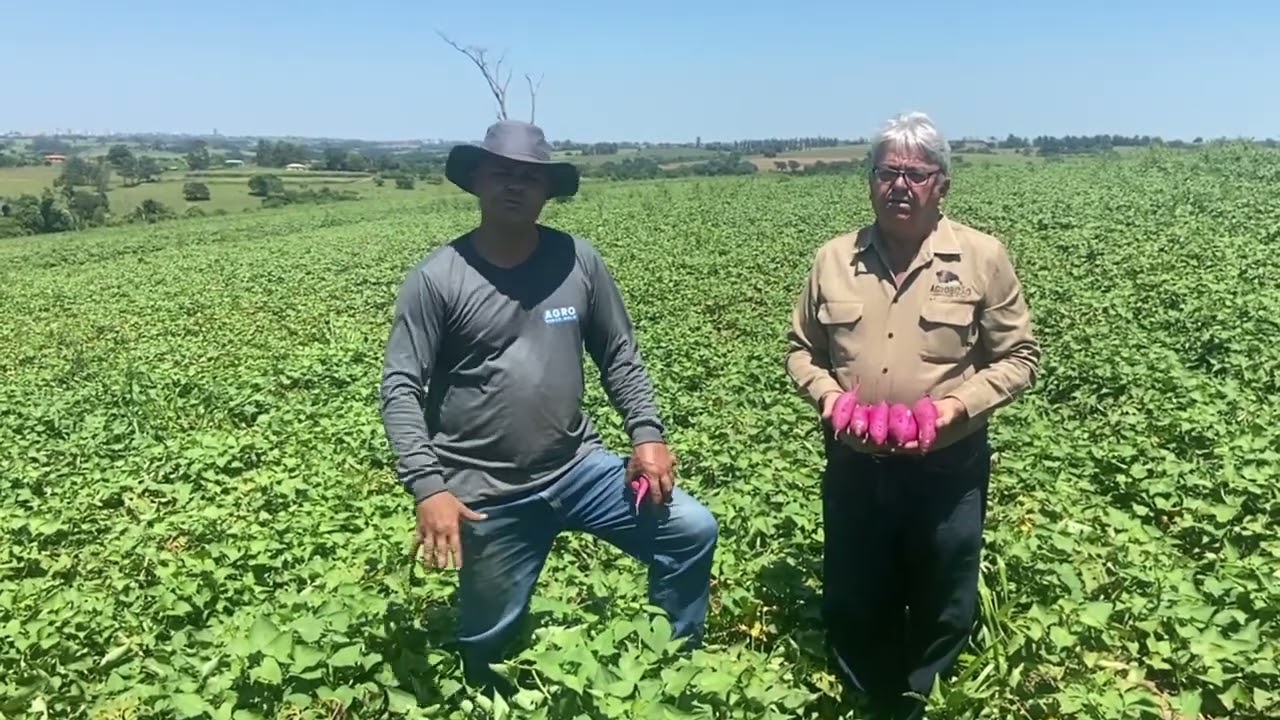 Batata-doce com Remineralizador de Solo