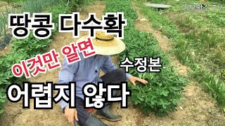 땅콩 다수확의 원리 (수정본) 이것만 이해하면 쉬워요 (낙화생)