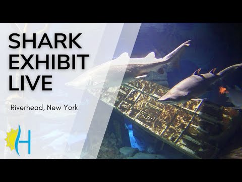 Hamptons.com - LIVE! Relaxing Shark Cam w/ Music, Long Island Aquarium, New York