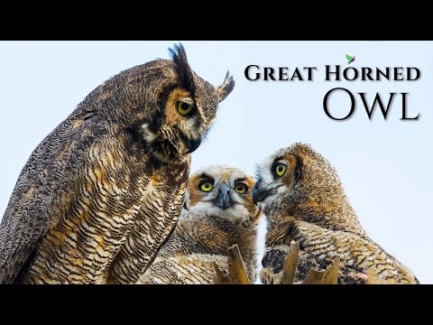 Vyr virginsky — Great Horned Owl