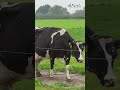 Hoe bekostig je een boerenschuur zonder bank? | RTV Oost