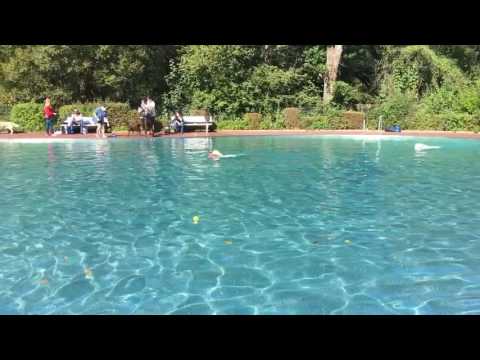 Anka im Freibad Röthenbach