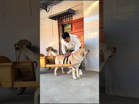 Owner Tests His Dog’s Honesty 😍