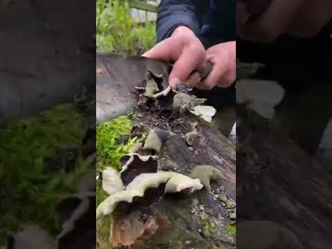 How amazing to grow orchids propagate plant fast and easy #4628