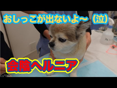 犬の会陰ヘルニア:診断と治療
