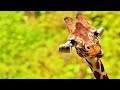 Best Giraffe Videos Compilation 🦒😂 [Funny Pets]