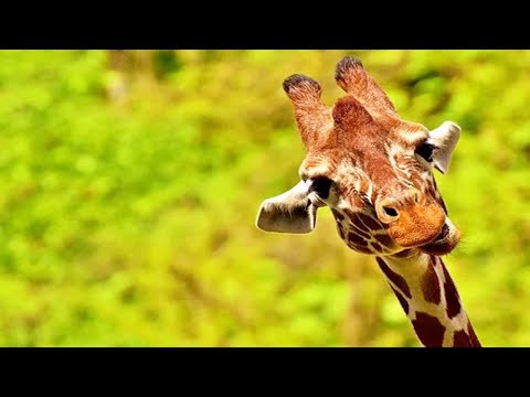 Meilleure compilation de vidéos de girafes 🦒 [funny pets]