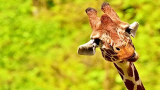 Meilleure compilation de vidéos de girafes 🦒 [funny pets]