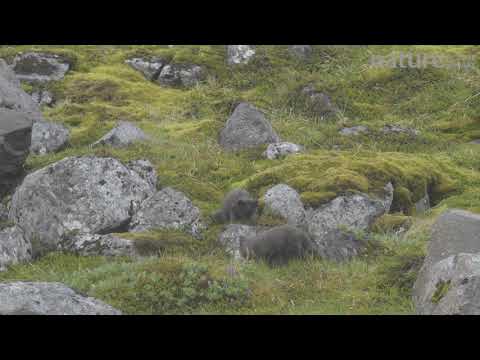 Arctic fox cubs playing, Iceland.