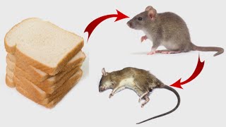 How to Get Rid of rats and mice within 24 Hours in House, garden or backyard
